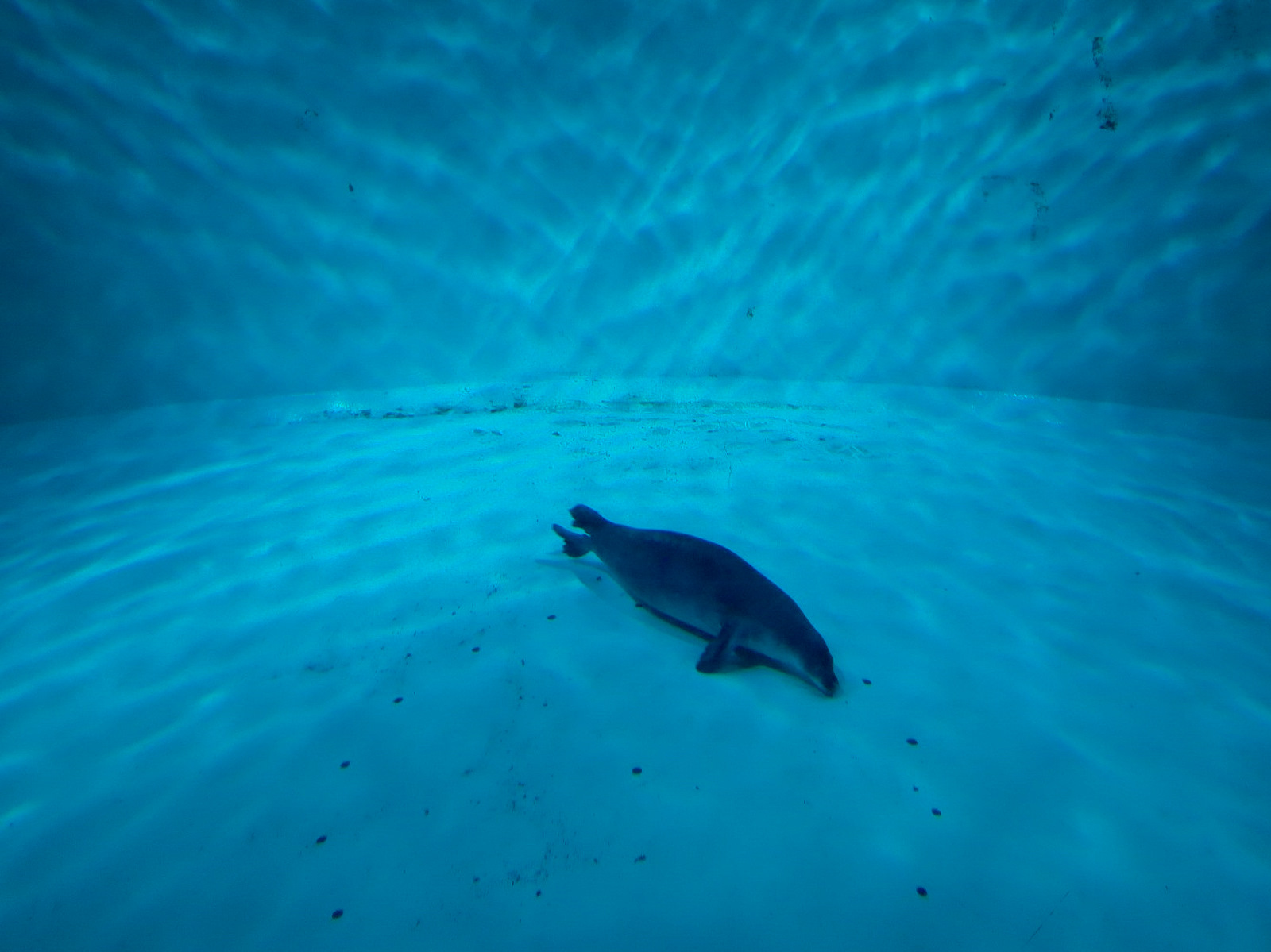 Discovery Bay - Hawaiian Monk Seal