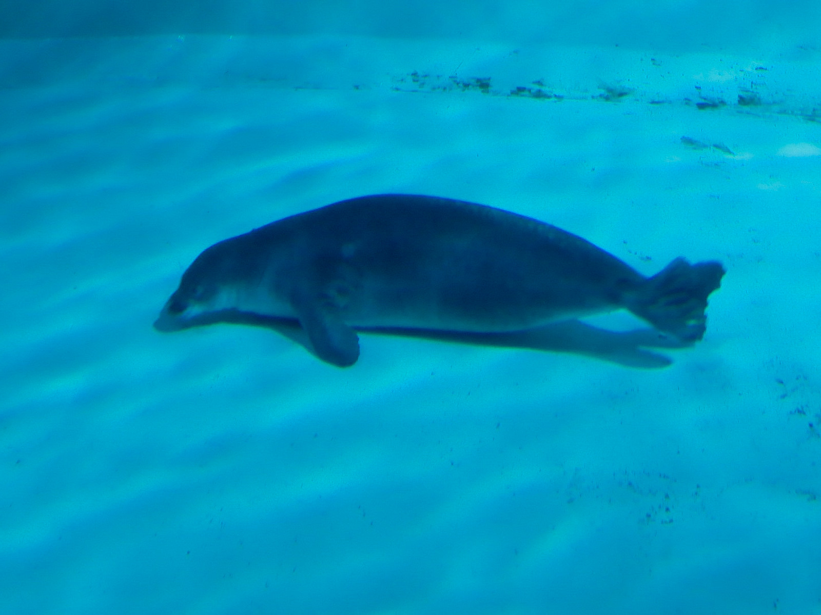 Discovery Bay - Hawaiian Monk Seal