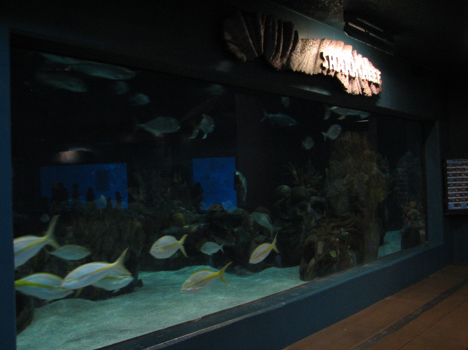 Discovery Bay - Shark Reef Exhibit