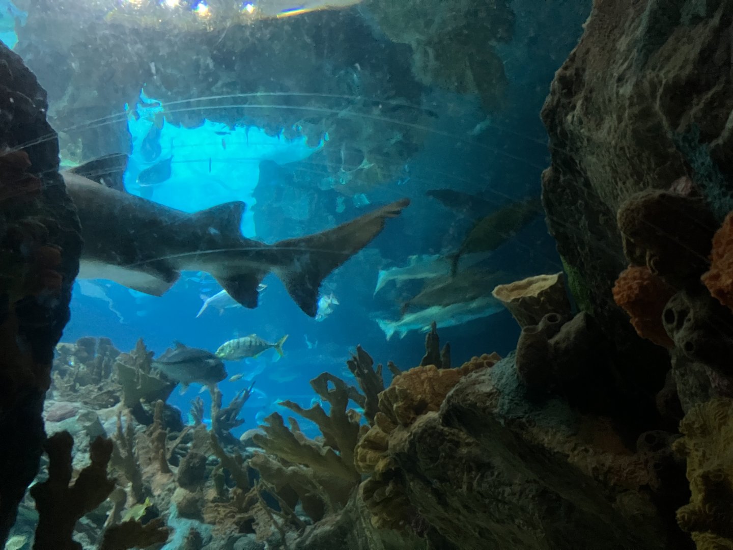 Discovery Bay - Shark Reef
