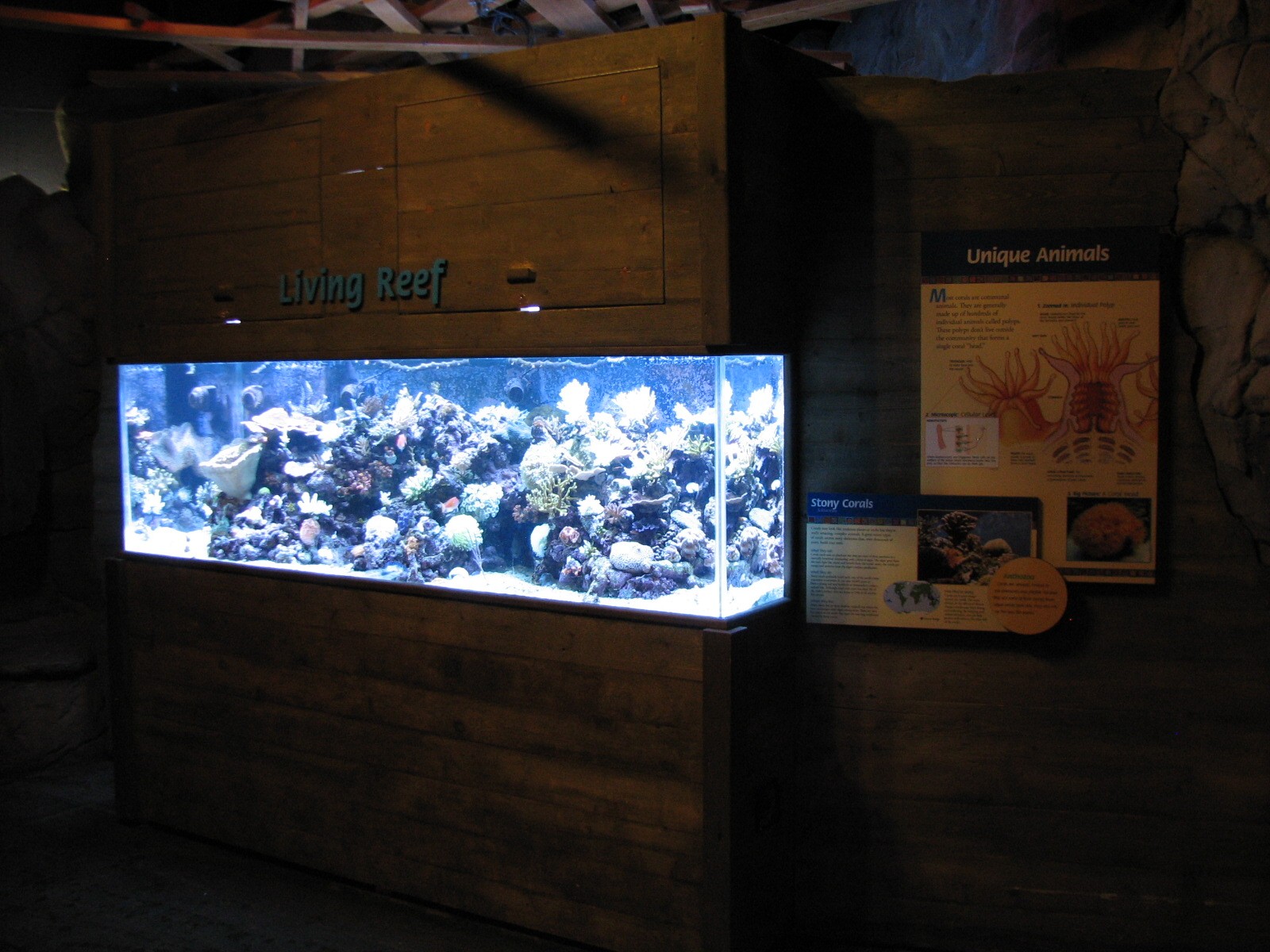 Discovery Bay - Small Reef Fish Exhibit