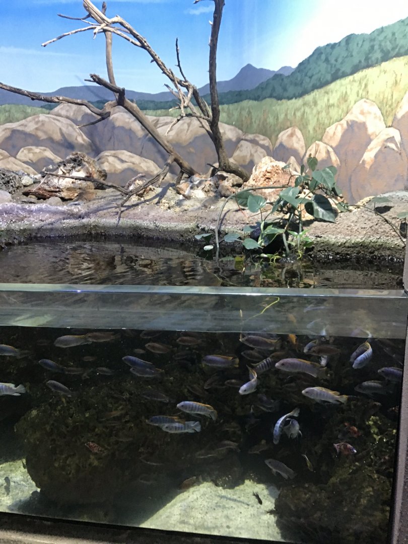 Discovery center African cichlid tank