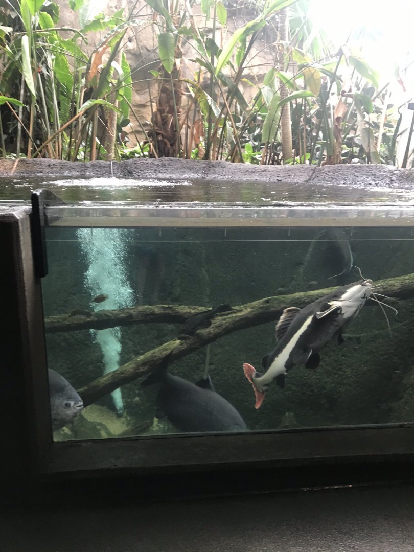 Discovery center amazon river tank