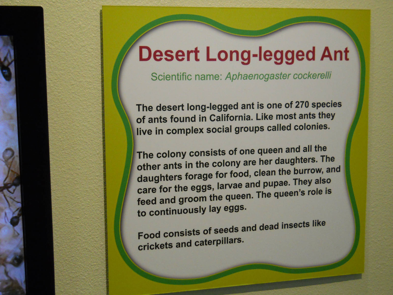 Discovery Center Ant Lab interpretation