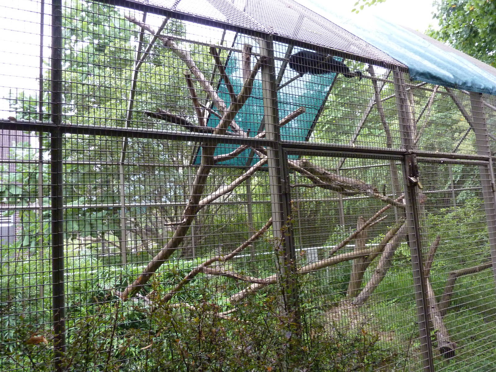 Discovery Center - Binturong Exhibit