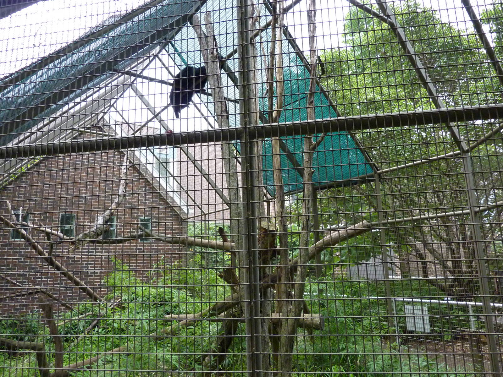 Discovery Center - Binturong Exhibit