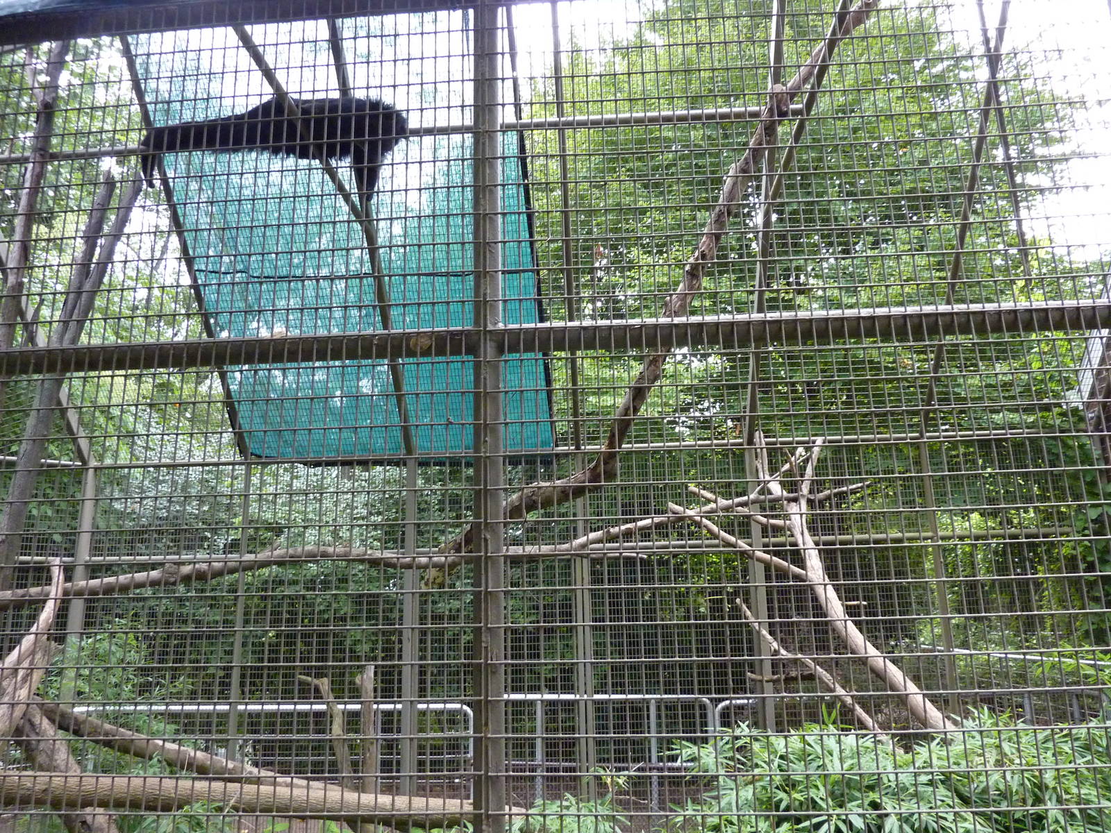 Discovery Center - Binturong Exhibit