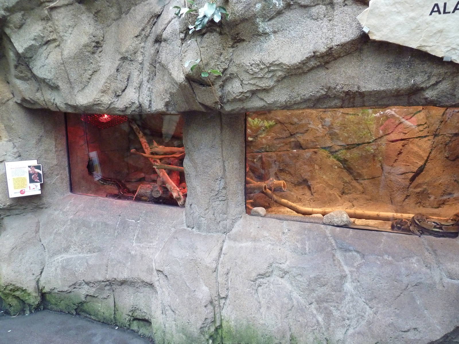 Discovery Center - Boa Constrictor Exhibit