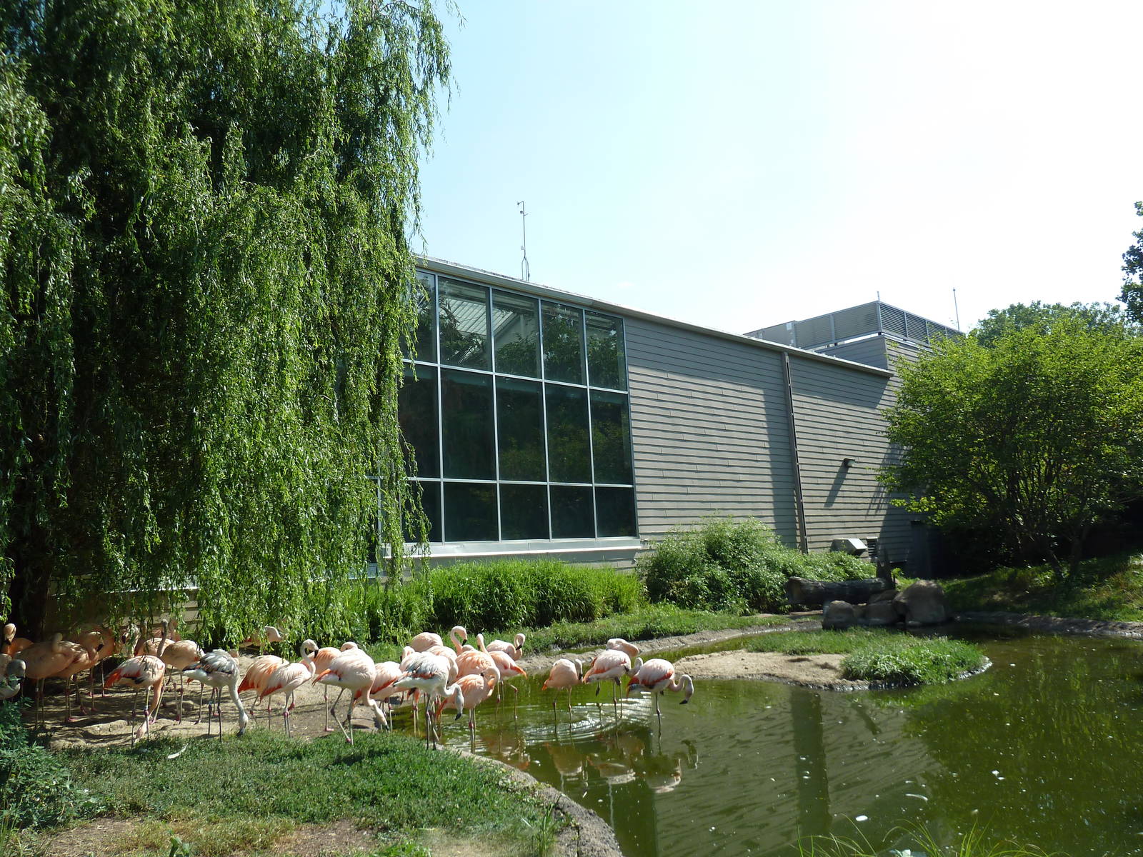 Discovery Center - Chilean Flamingo Exhibit
