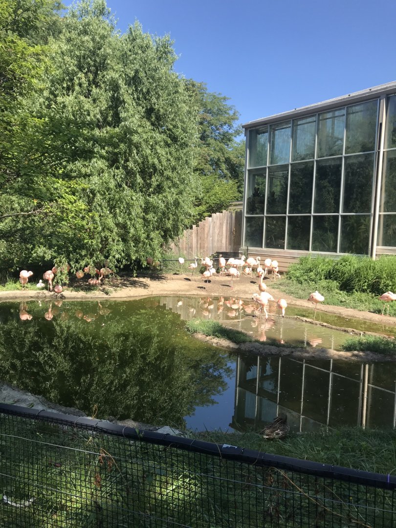 Discovery center Chilean flamingo exhibit