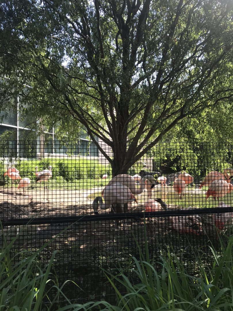 Discovery center Chilean flamingo exhibit