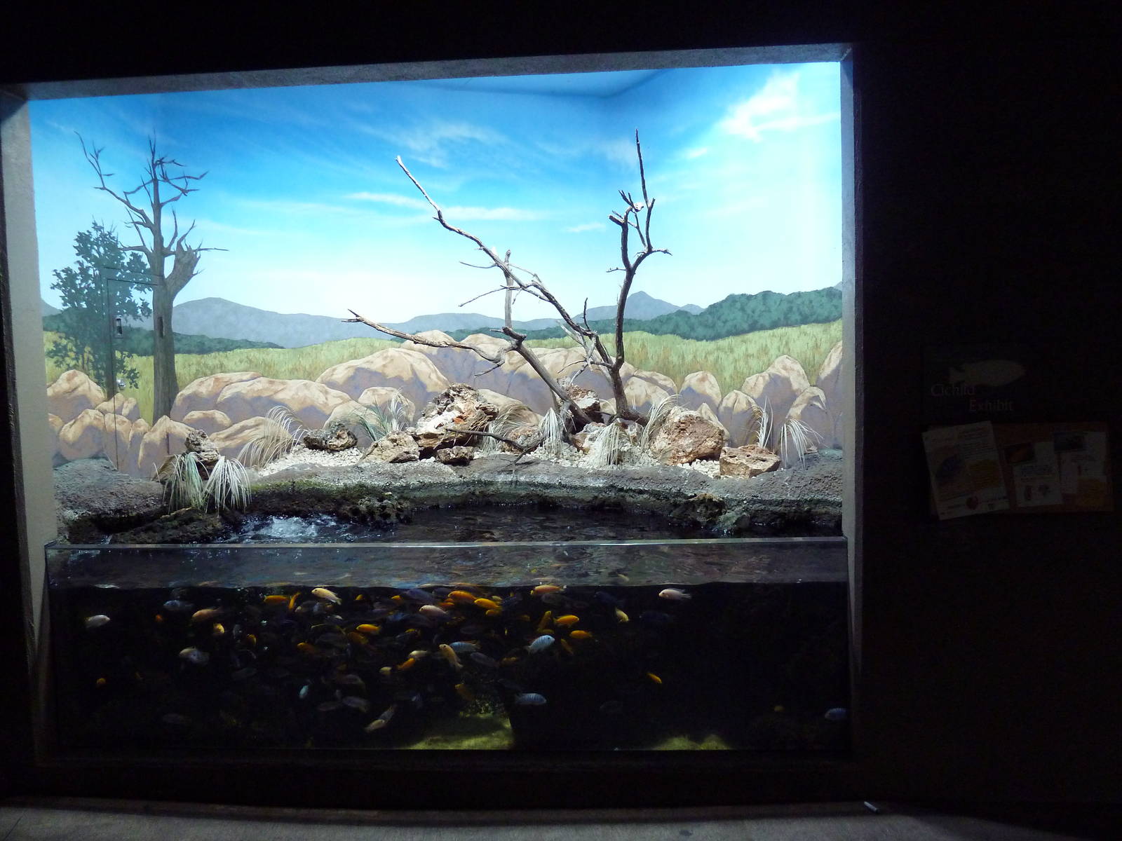 Discovery Center - Cichlid Tank