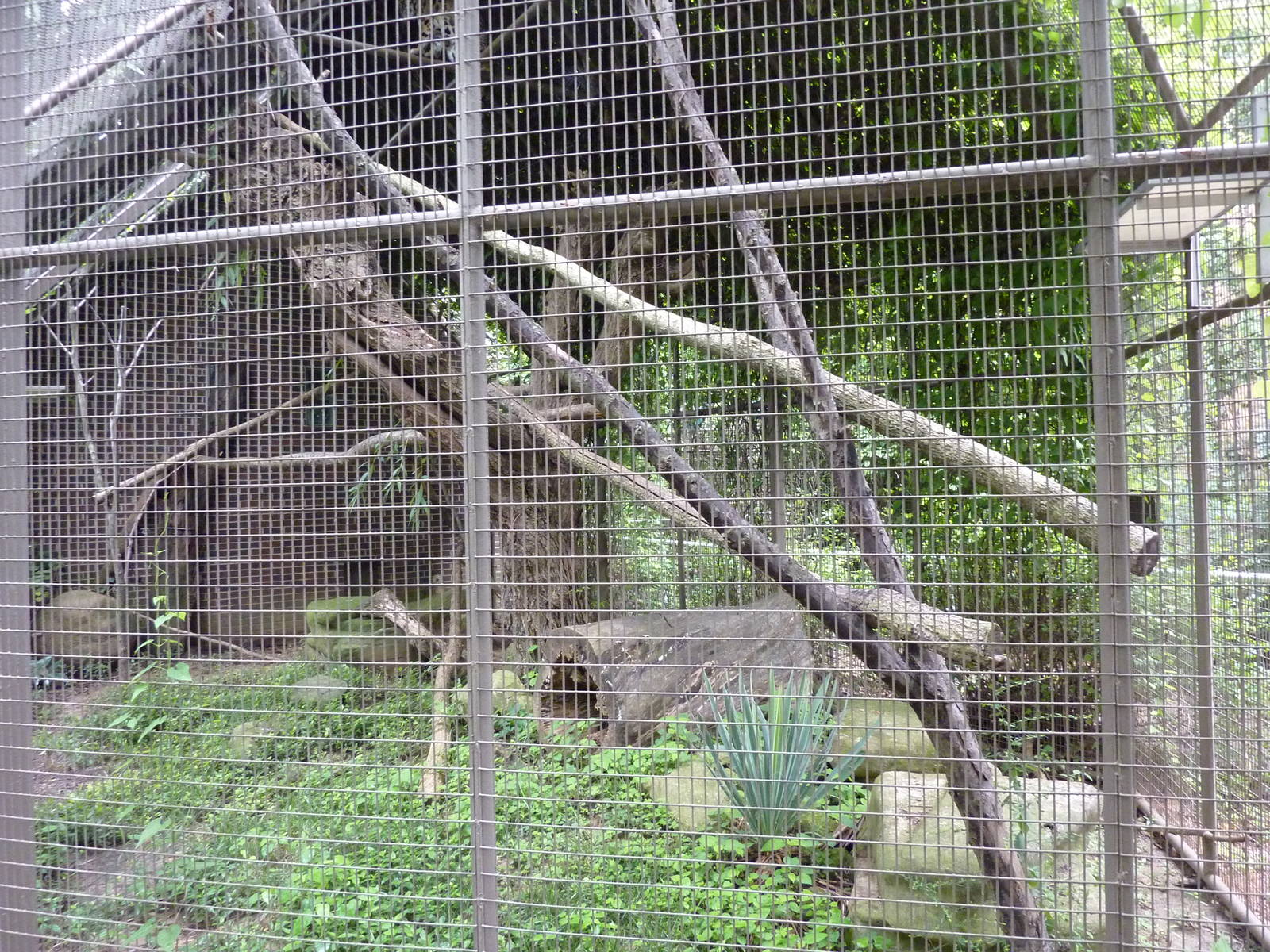 Discovery Center - Clouded Leopard Exhibit