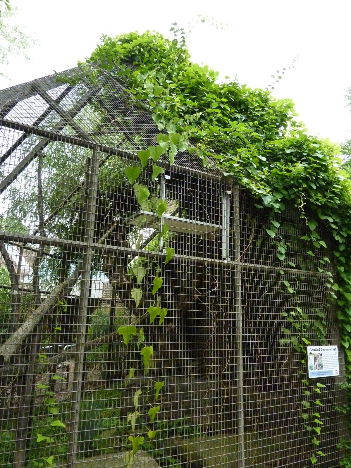 Discovery Center - Clouded Leopard Exhibit