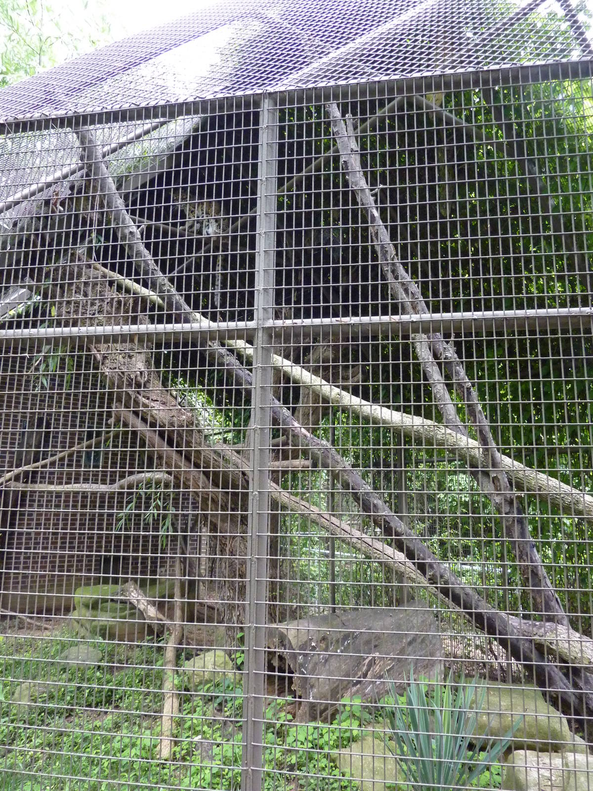 Discovery Center - Clouded Leopard Exhibit