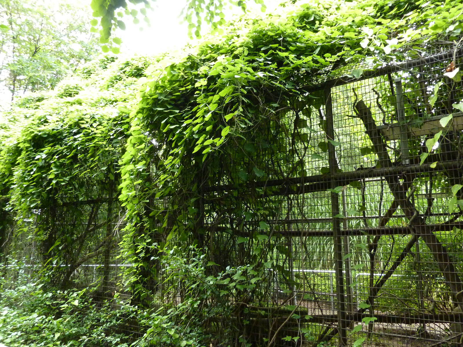 Discovery Center - Clouded Leopard Exhibit
