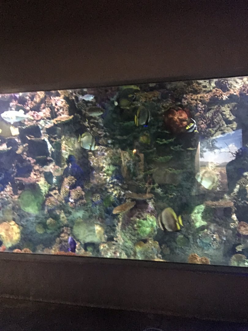 Discovery center coral reef tank