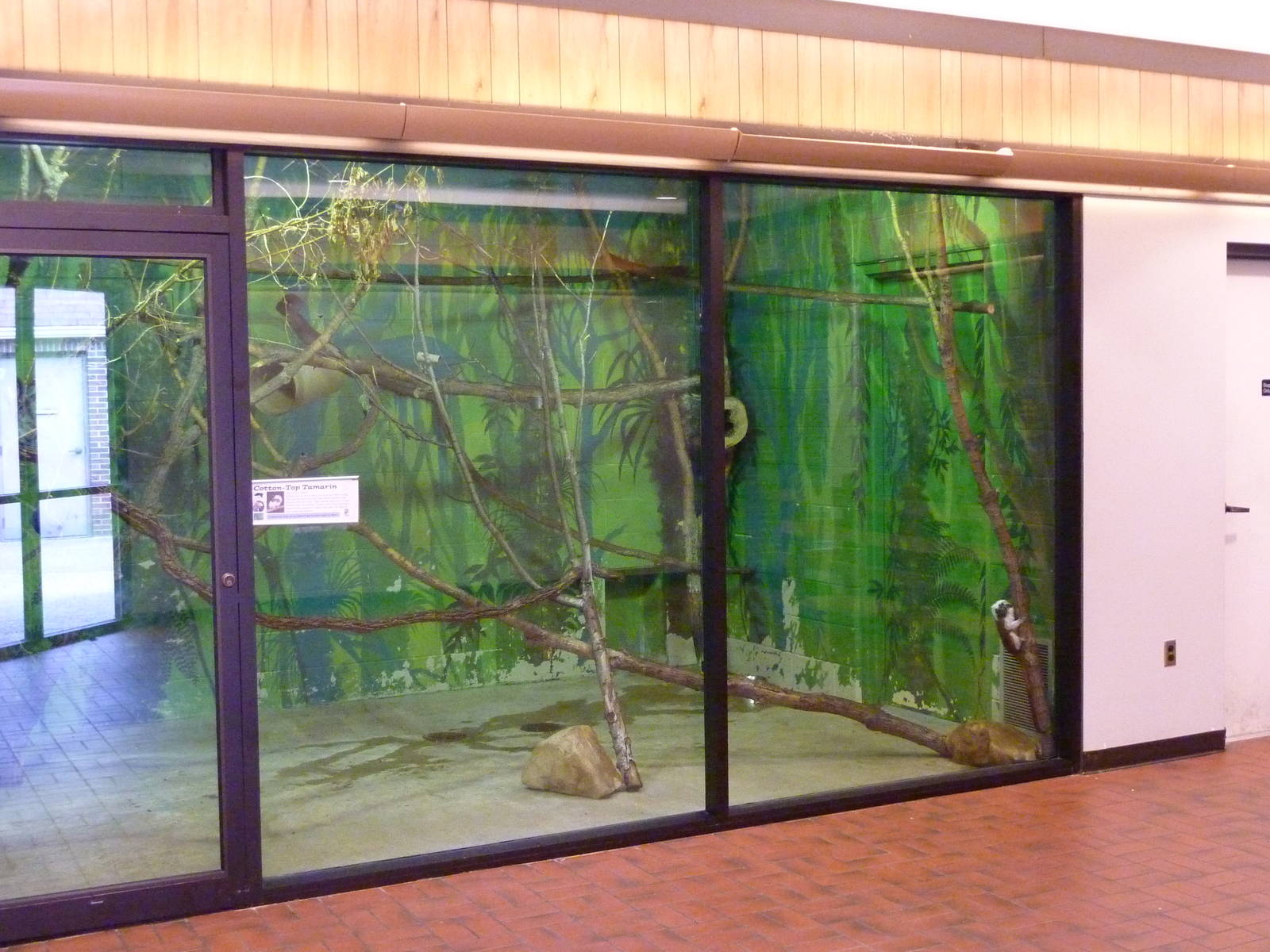 Discovery Center - Cotton-Top Tamarin Exhibit