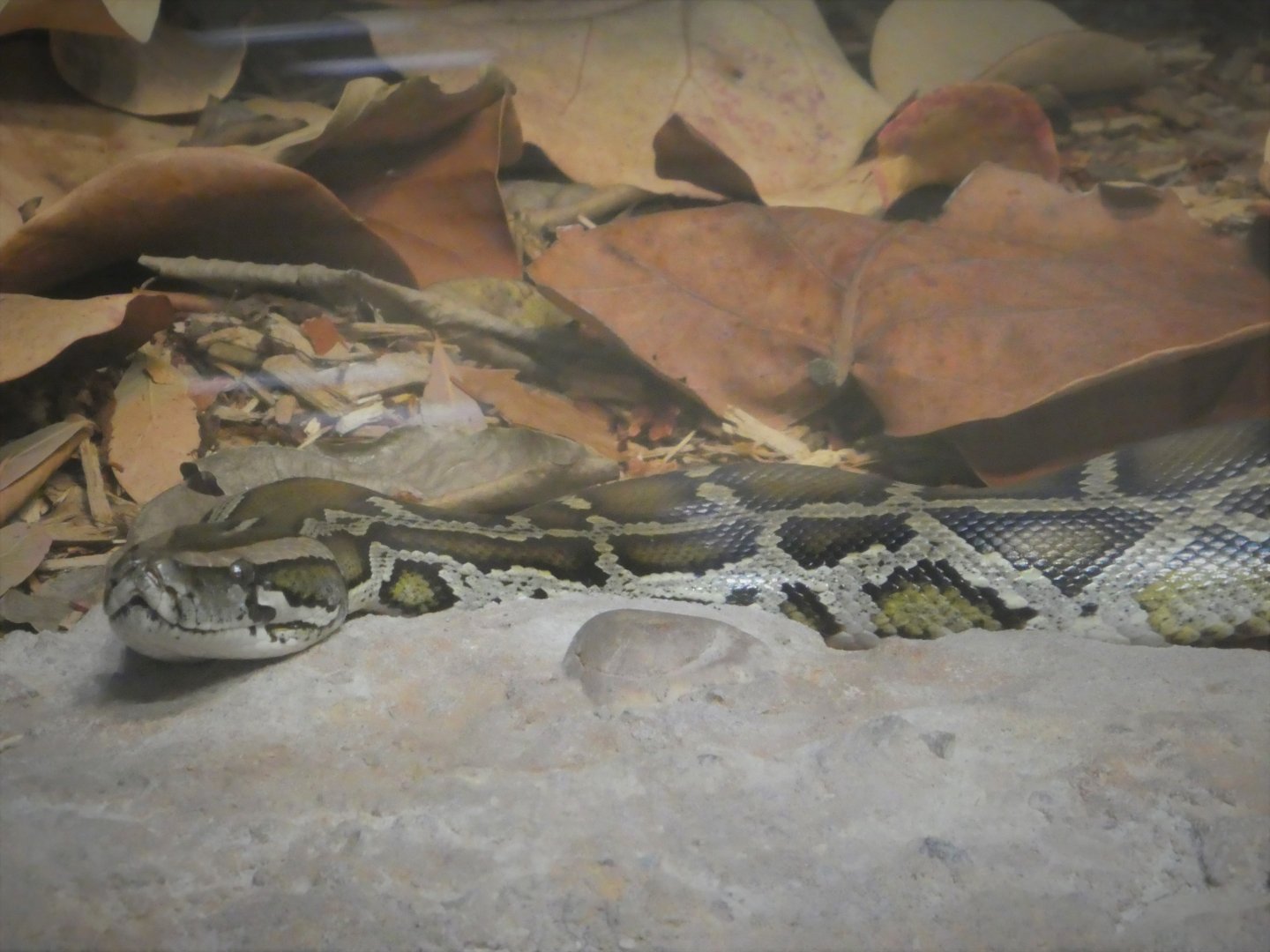 Discovery Center - Dicovery Wing - Invasive Species Gallery - Burmese Python