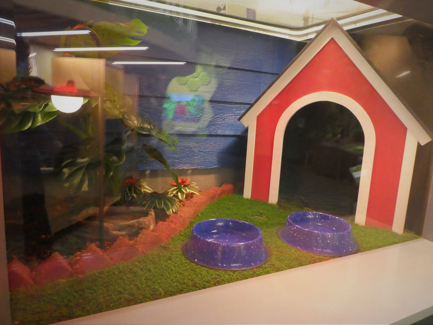 Discovery Center - Dicovery Wing - Invasive Species Gallery - Cane Toad Exhibit