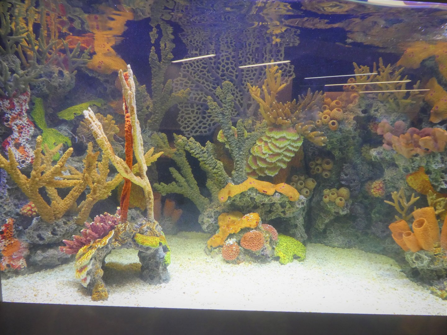 Discovery Center - Dicovery Wing - Invasive Species Gallery - Red Lionfish Exhibit