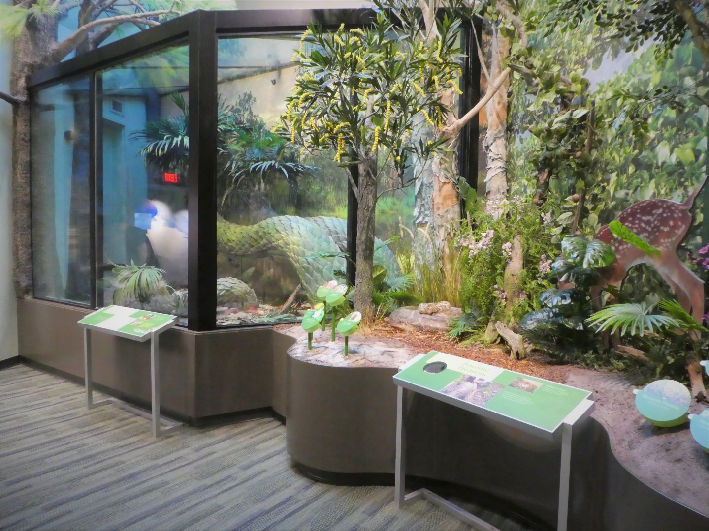 Discovery Center - Discovery Wing - Invasive Species Gallery - Burmese Python Exhibit