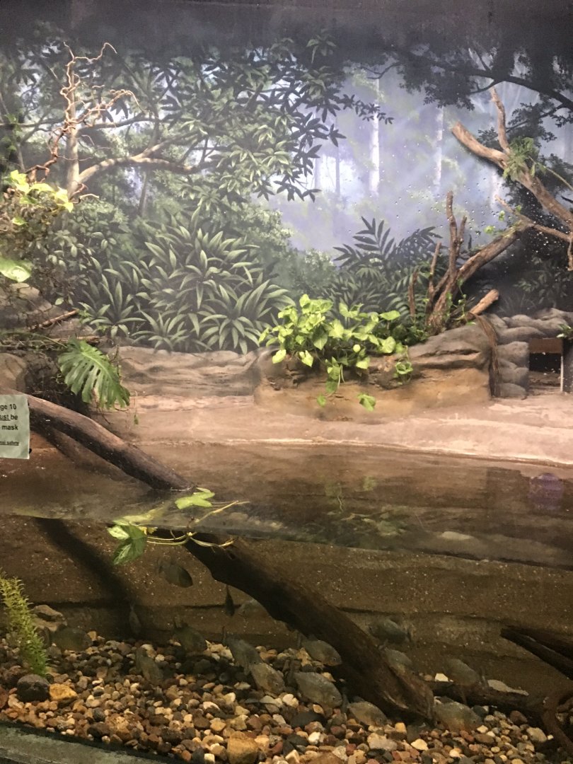 Discovery center dwarf caiman exhibit