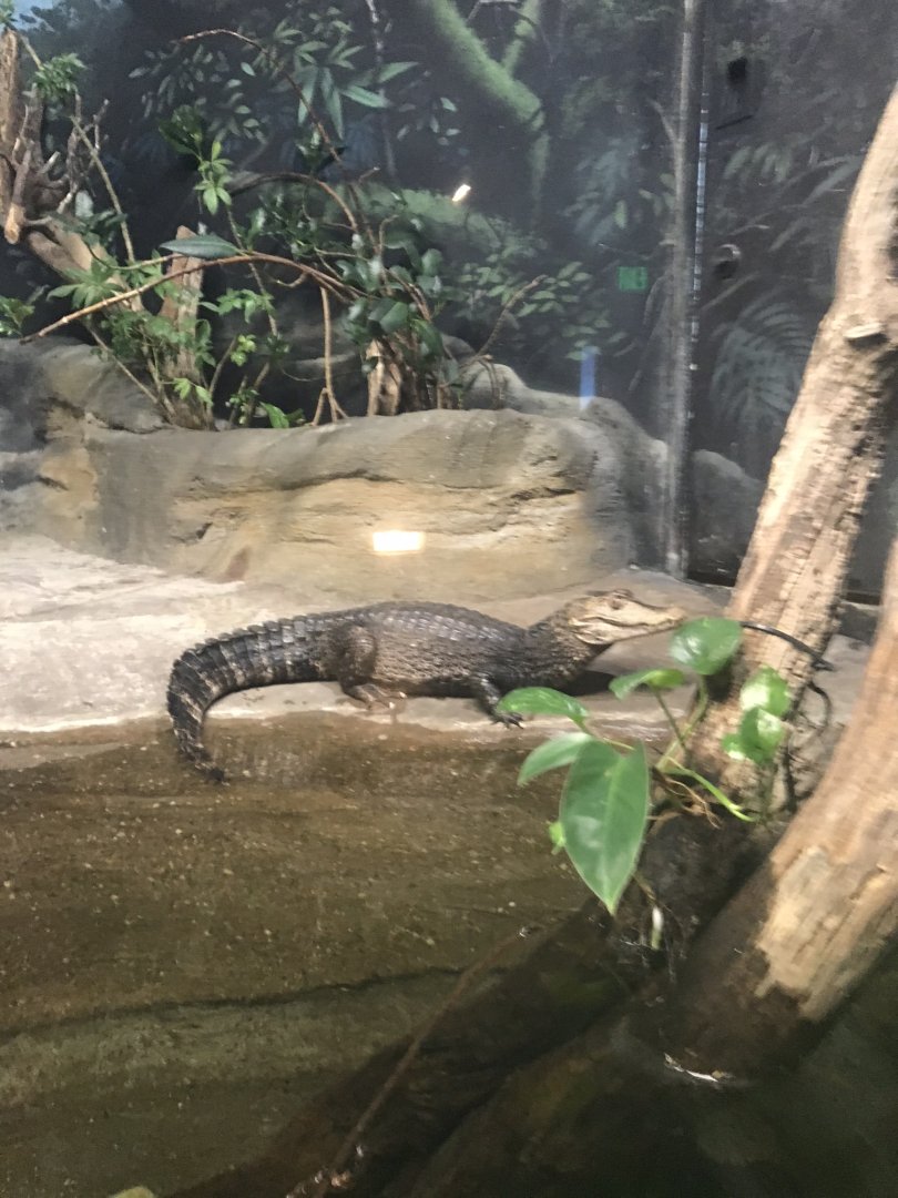 Discovery center dwarf caiman