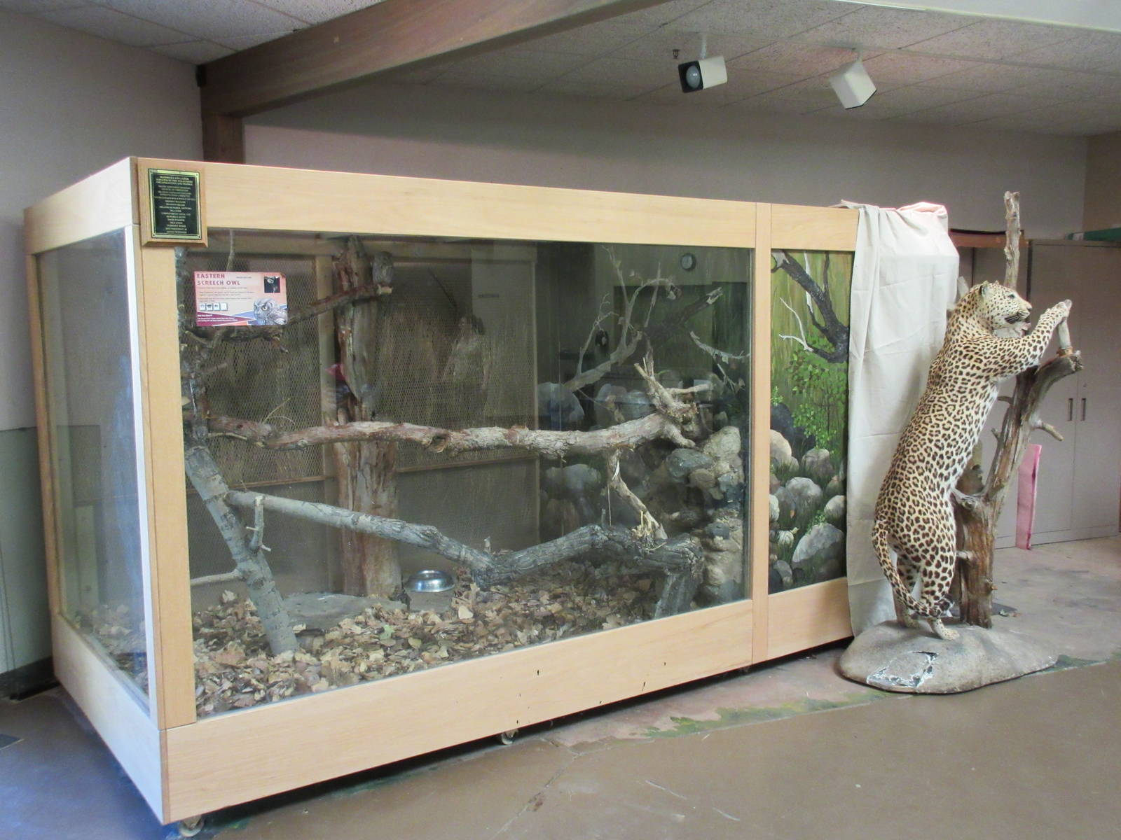 Discovery Center - Eastern Screech Owl Exhibit