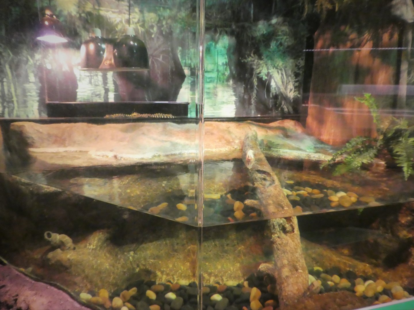 Discovery Center - Everglades - American Alligator Exhibit