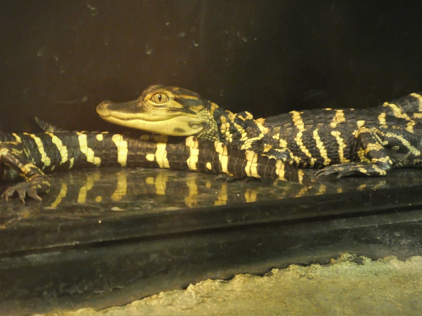 Discovery Center - Everglades - American Alligators