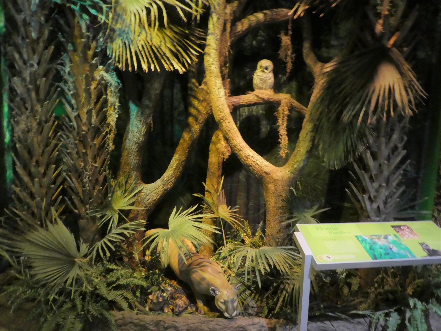 Discovery Center - Everglades - Florida Panther Display
