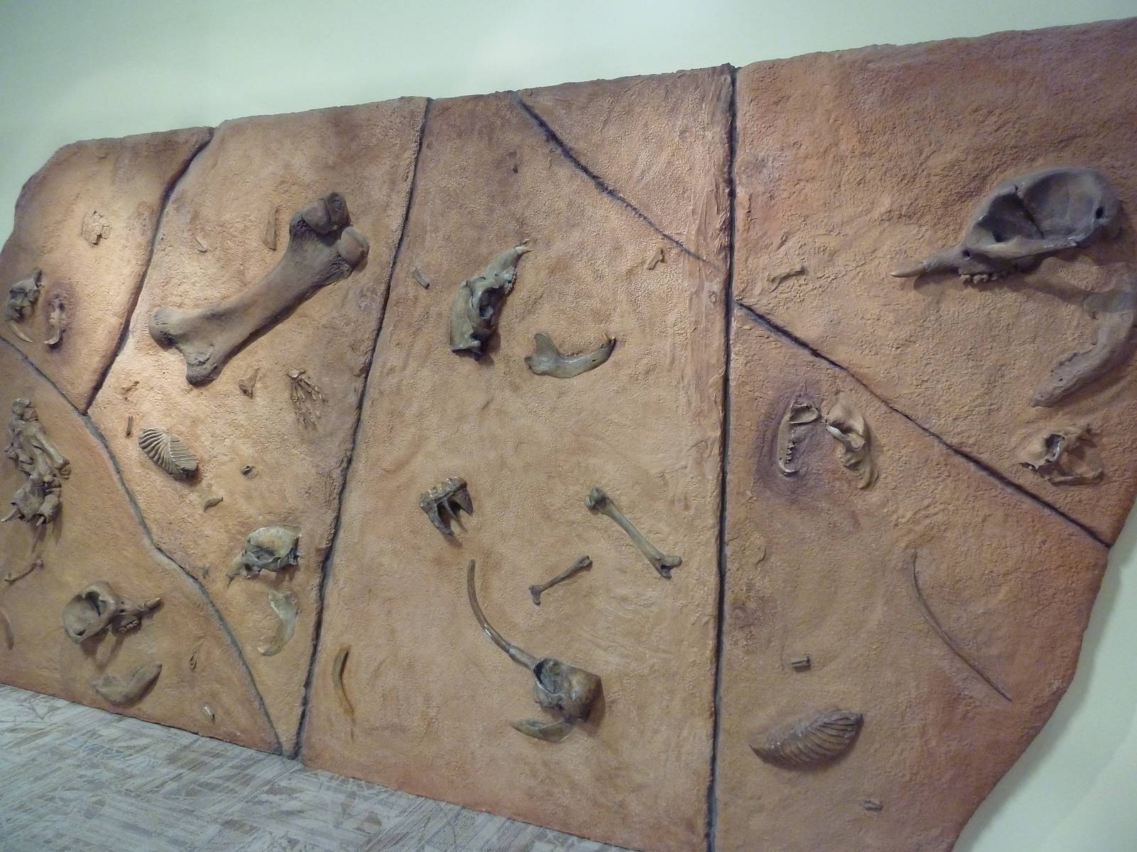 Discovery Center - Fossil Wall