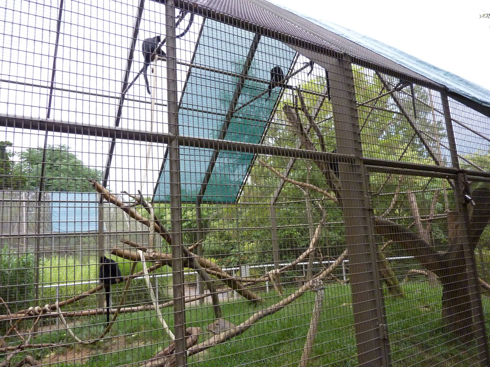 Discovery Center - Francois Langur Exhibit