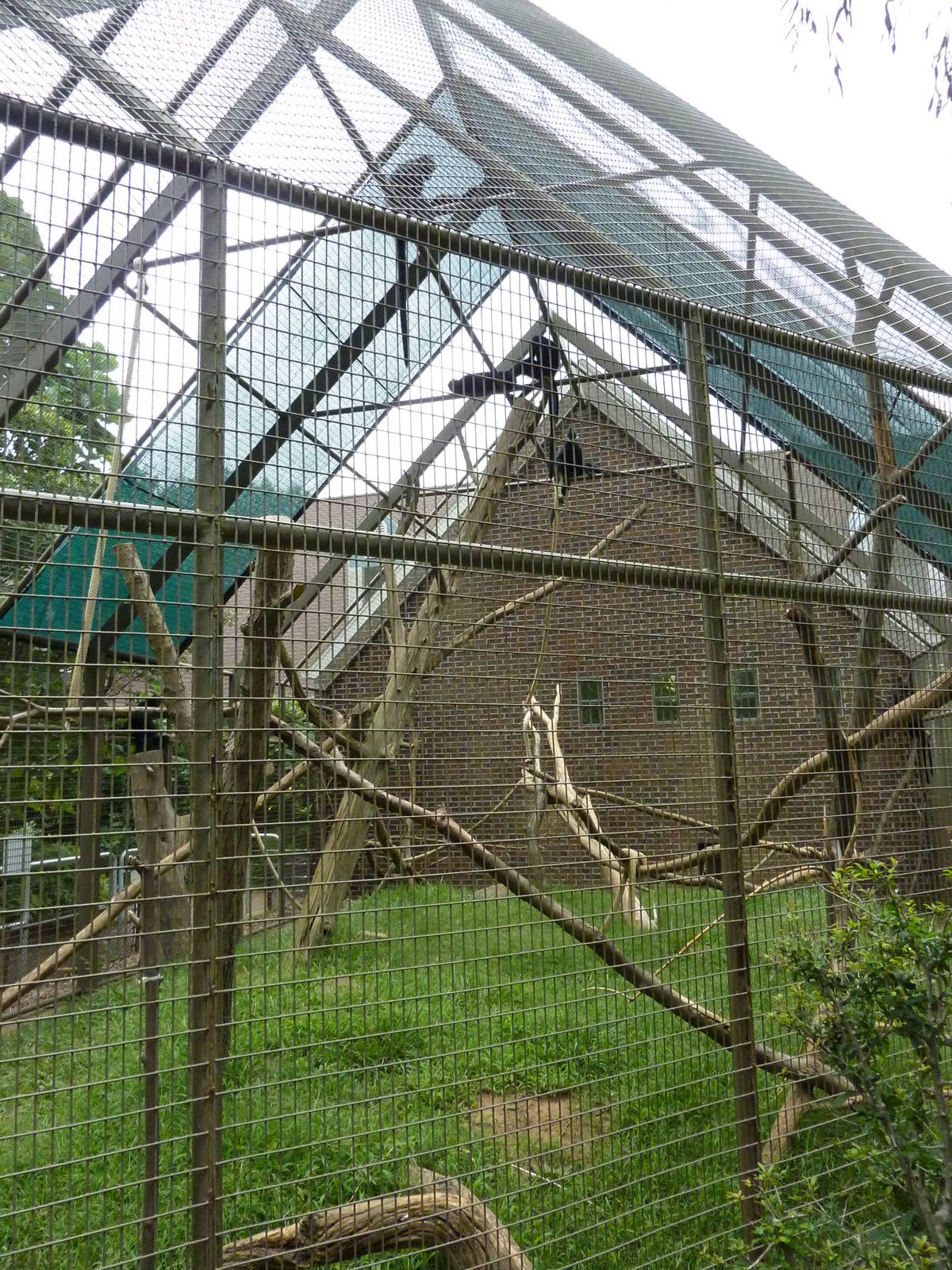 Discovery Center - Francois Langur Exhibit