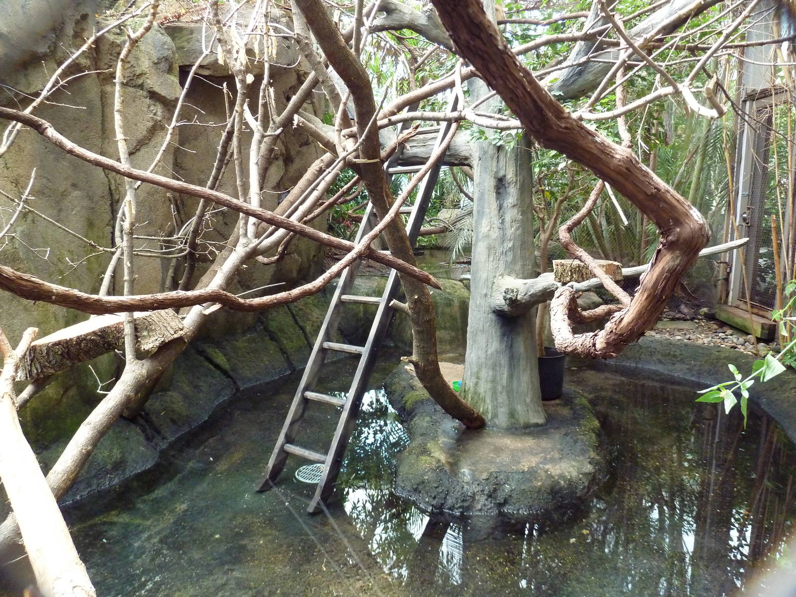 Discovery Center - Golden-Headed Lion Tamarin Exhibit