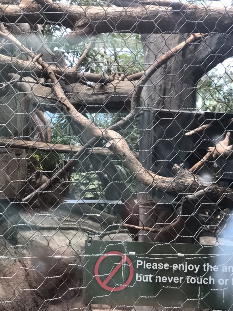 Discovery center golden headed lion tamarin exhibit