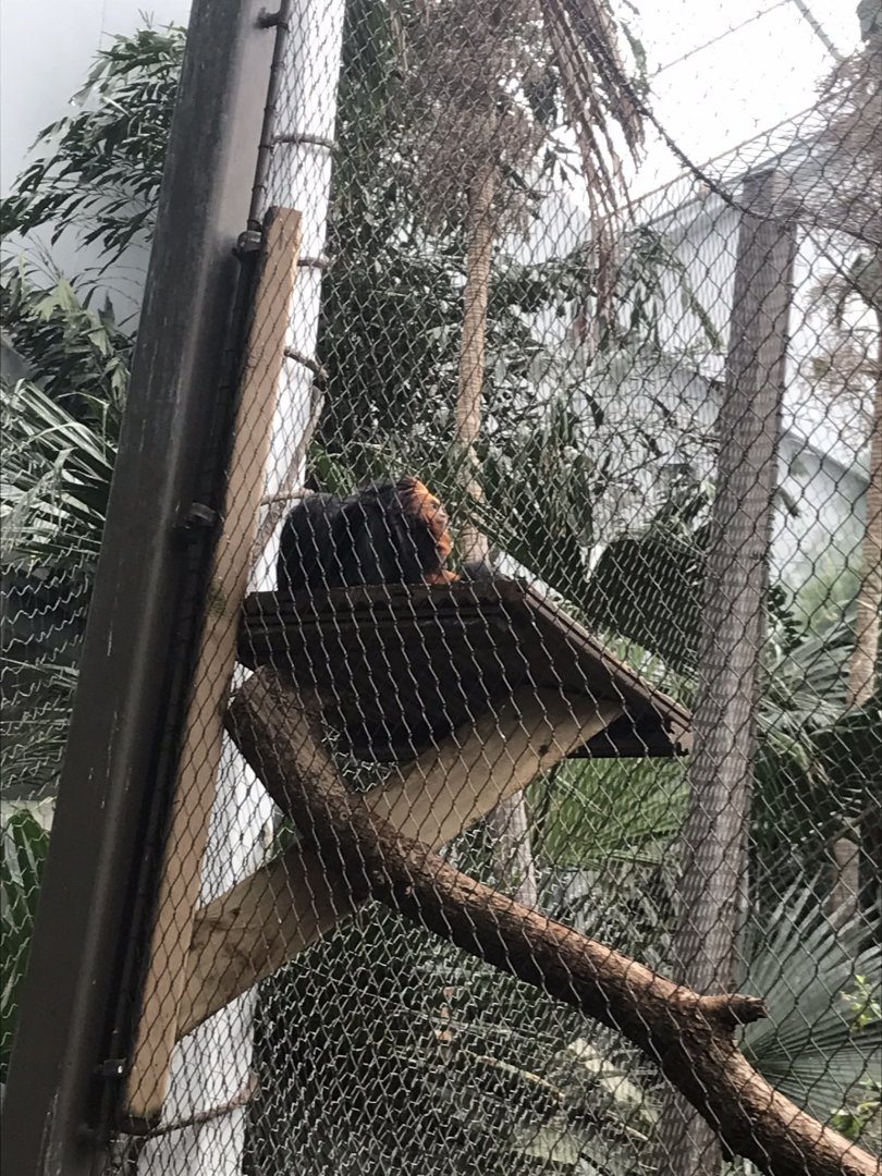Discovery center golden headed lion tamarin