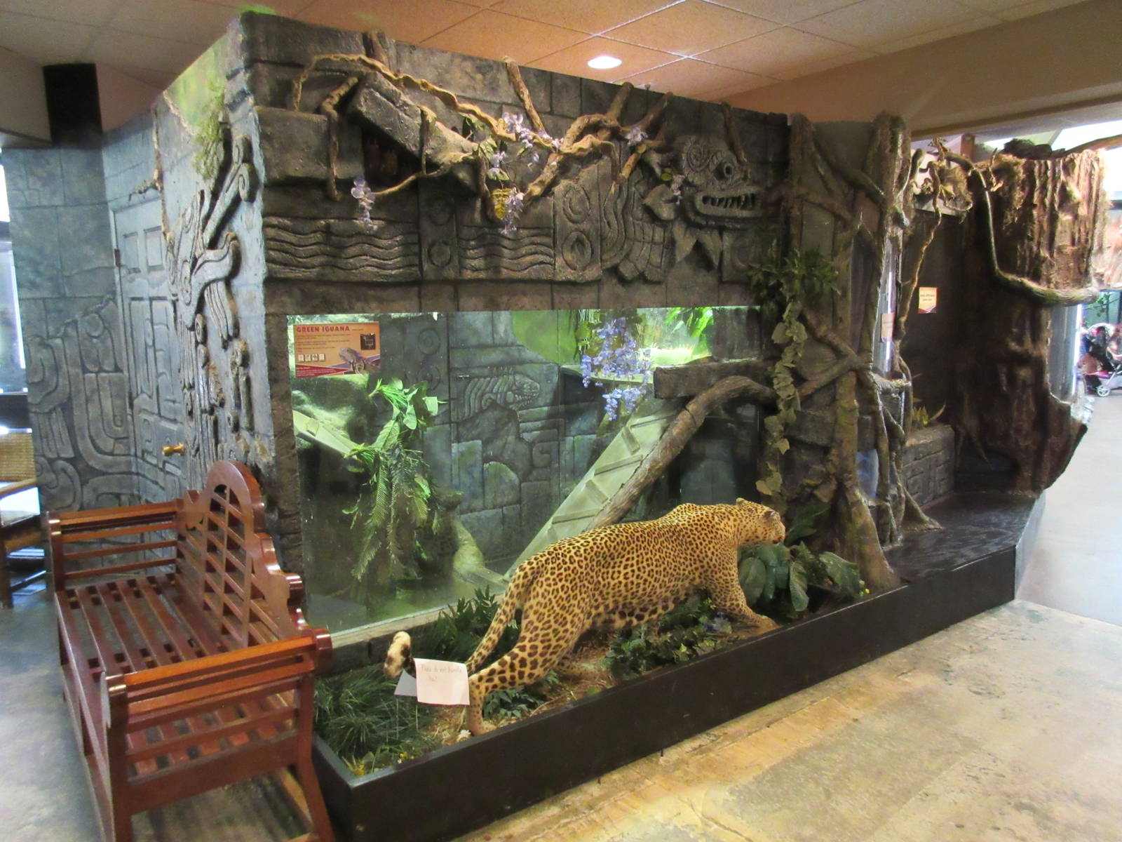 Discovery Center - Green Iguana Exhibit