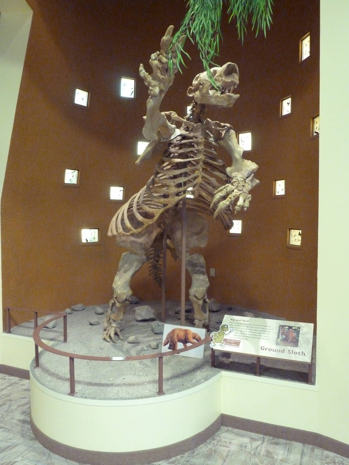 Discovery Center - Ground Sloth Skeleton