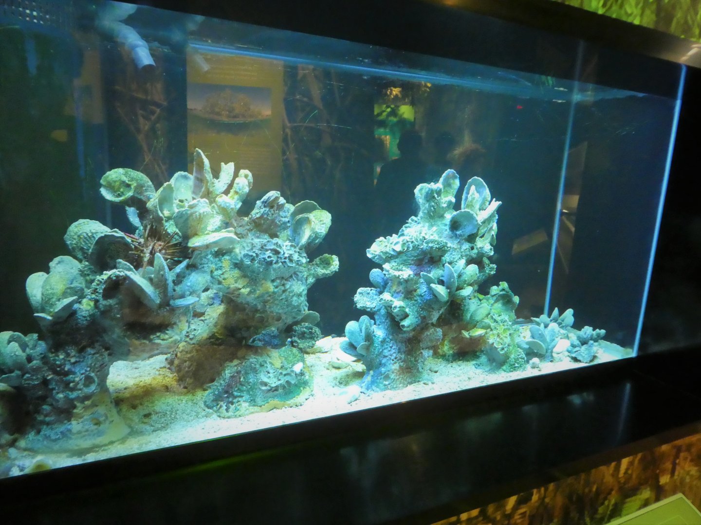 Discovery Center - Gulf Toadfish Tank