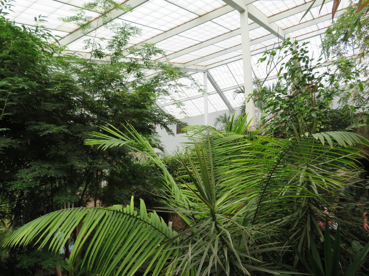 Discovery Center Indoor Jungle