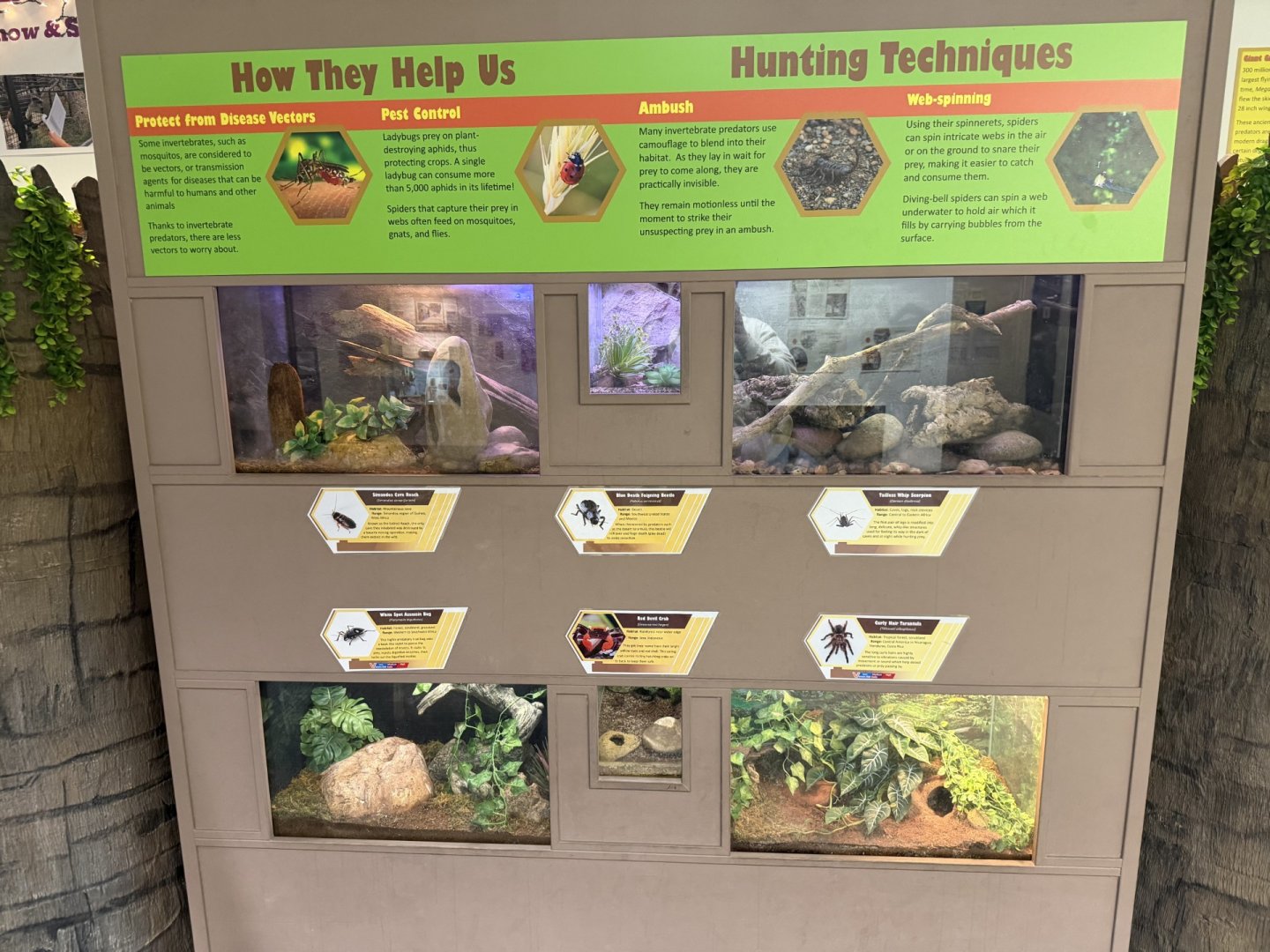 discovery center insect terrariums