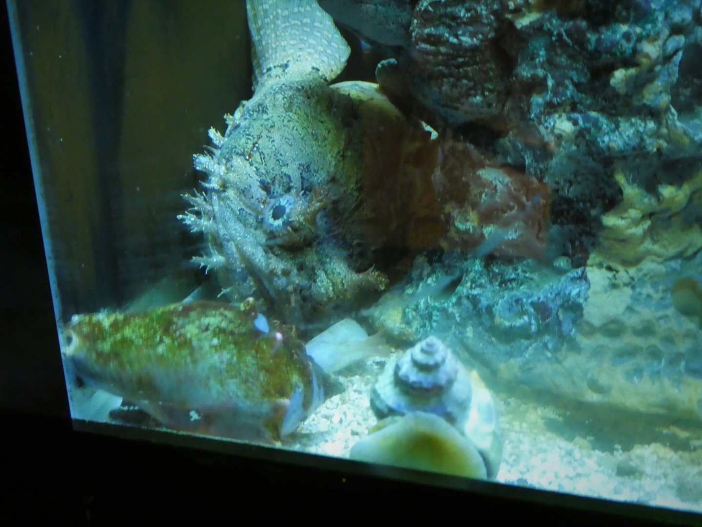 Discovery Center - Mangroves - Gulf Toadfish, Florida Fighting Conchs