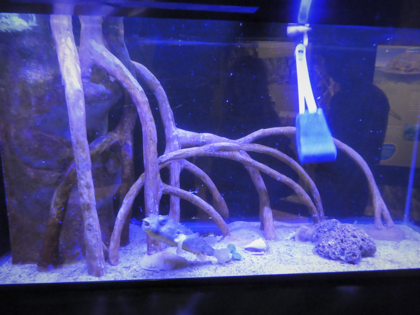 Discovery Center - Mangroves - Striped Burrfish Exhibit