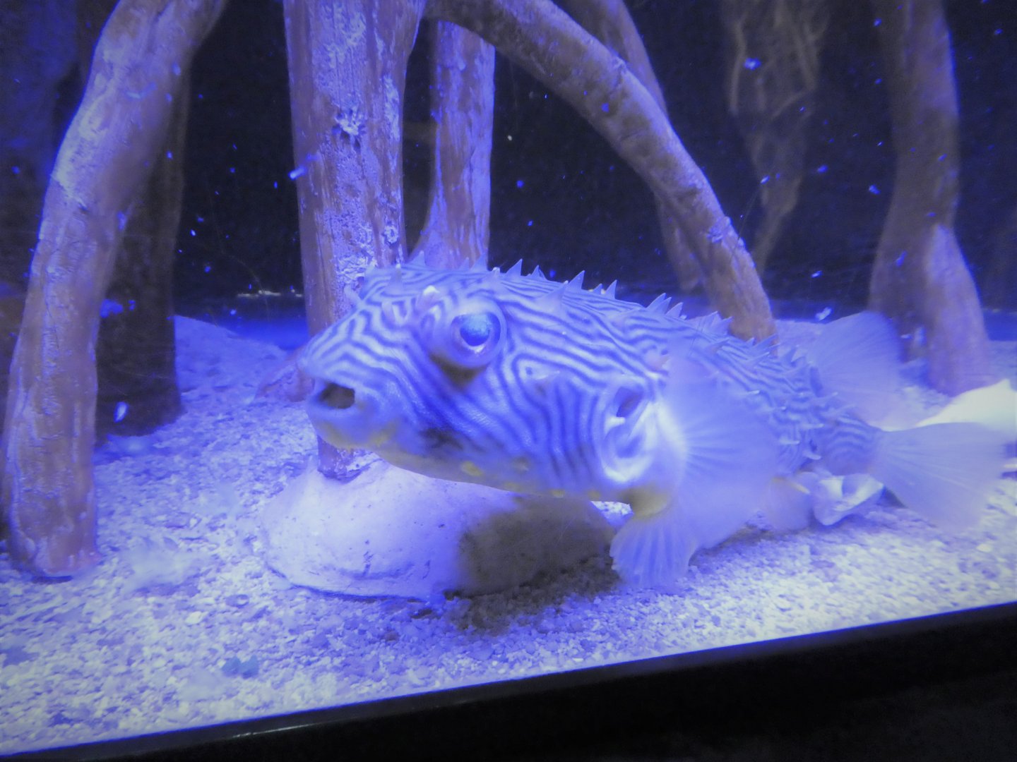 Discovery Center - Mangroves - Striped Burrfish