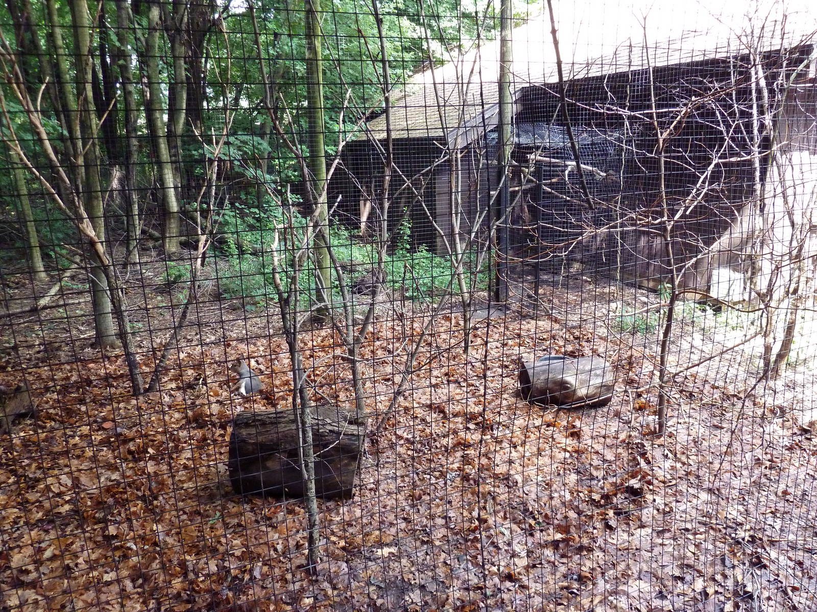 Discovery Center - Mara/Military Macaw Exhibit