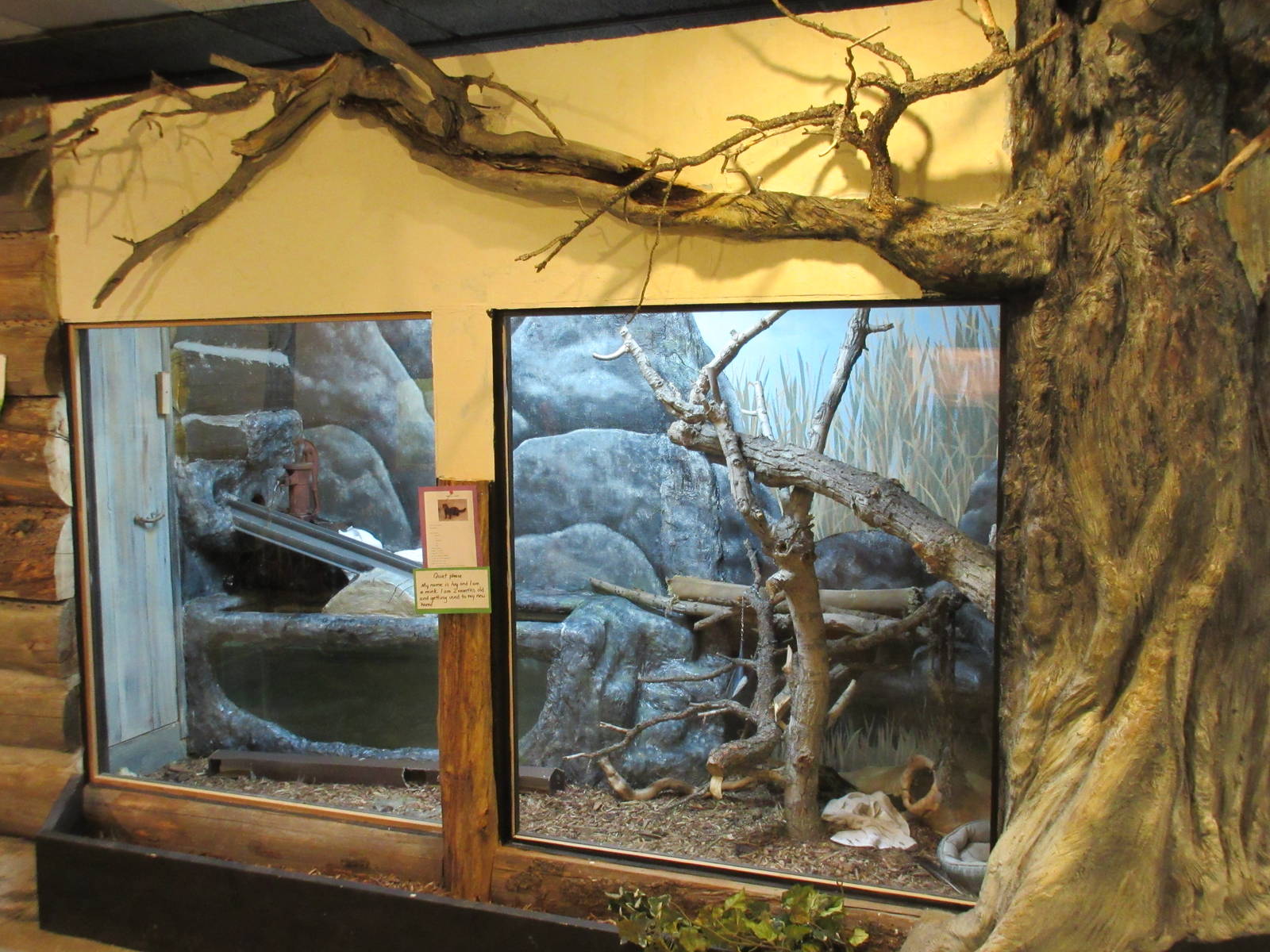 Discovery Center - Mink Exhibit