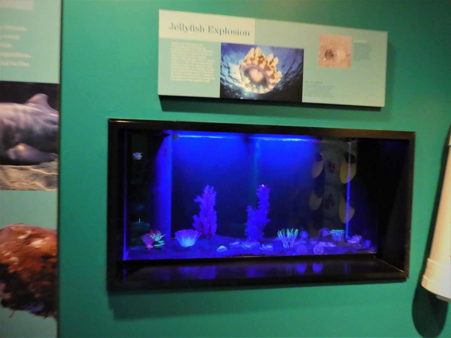 Discovery Center - Oceans - Upside-Down Jellyfish Exhibit