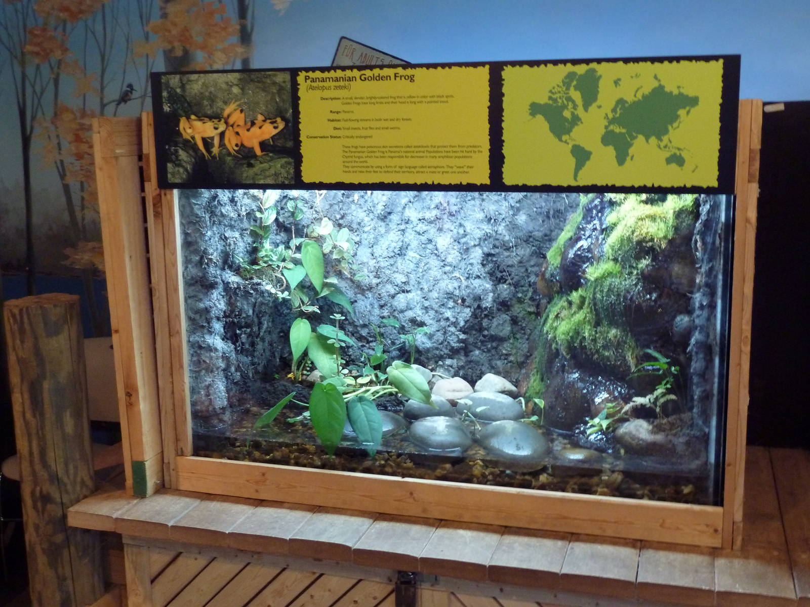 Discovery Center - Panamanian Golden Frog Exhibit